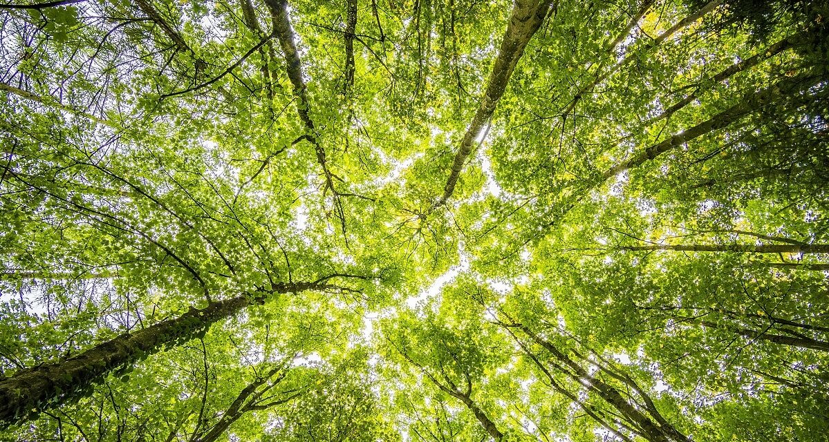 UX and climate change