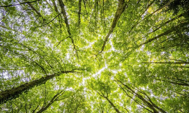 UX and climate change