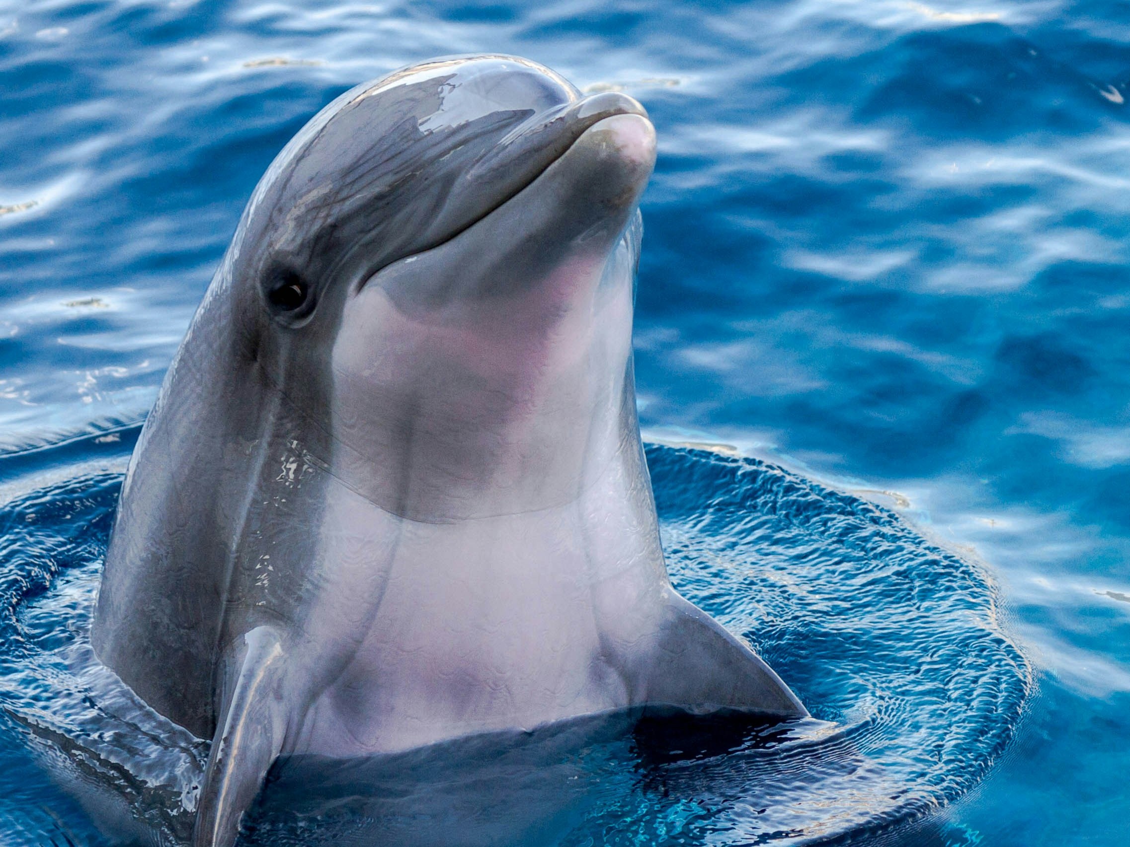 Dolphingemma: Google AI model understands Delfines talk